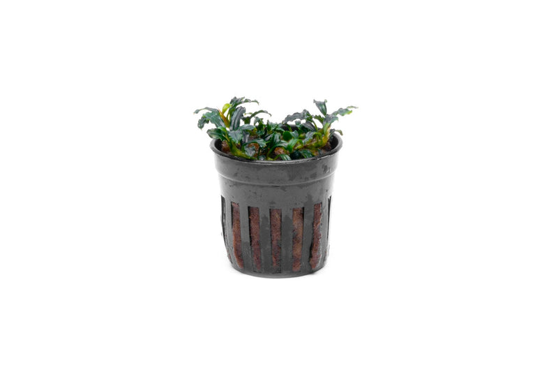 Bucephalandra Brownie Adinda Bucephalandra - Buce Plant