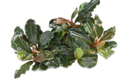 Bucephalandra Brownie Athena Bucephalandra - Buce Plant