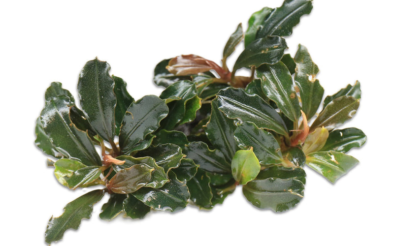 Bucephalandra Brownie Athena Bucephalandra - Buce Plant