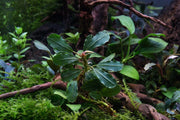 Bucephalandra Brownie Athena Bucephalandra - Buce Plant