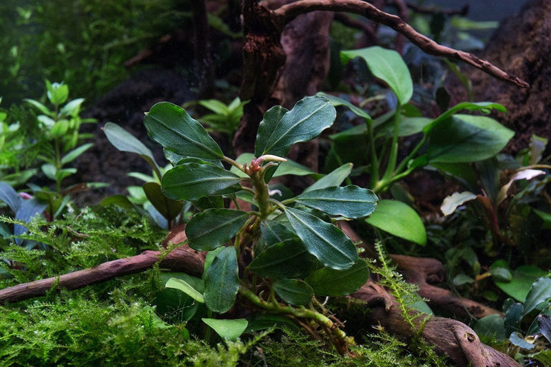 Bucephalandra Brownie Athena Bucephalandra - Buce Plant