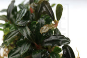 Bucephalandra Brownie Blue Bucephalandra - Buce Plant