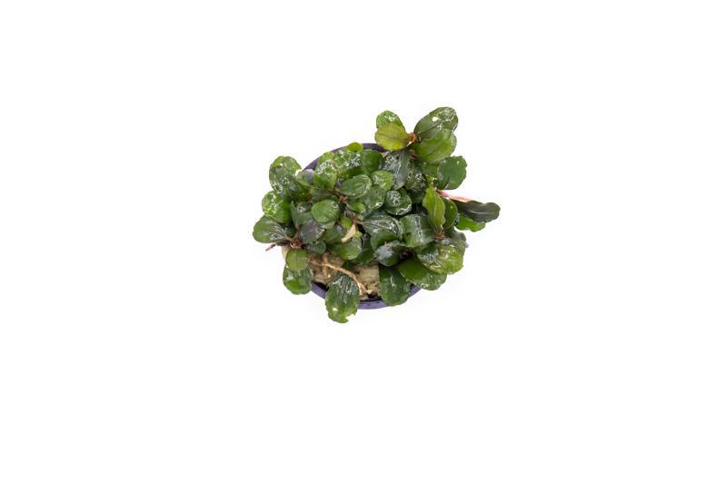 Bucephalandra Brownie Blue Pot Aquatic Plant - Buce Plant