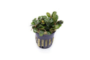 Bucephalandra Brownie Blue Pot Aquatic Plant - Buce Plant