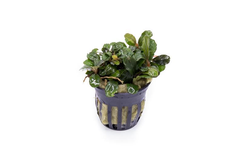 Bucephalandra Brownie Blue Pot Aquatic Plant - Buce Plant