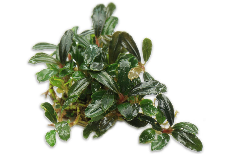Bucephalandra Brownie Blue Bucephalandra - Buce Plant