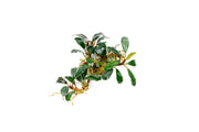 Bucephalandra Brownie Blue Bucephalandra - Buce Plant