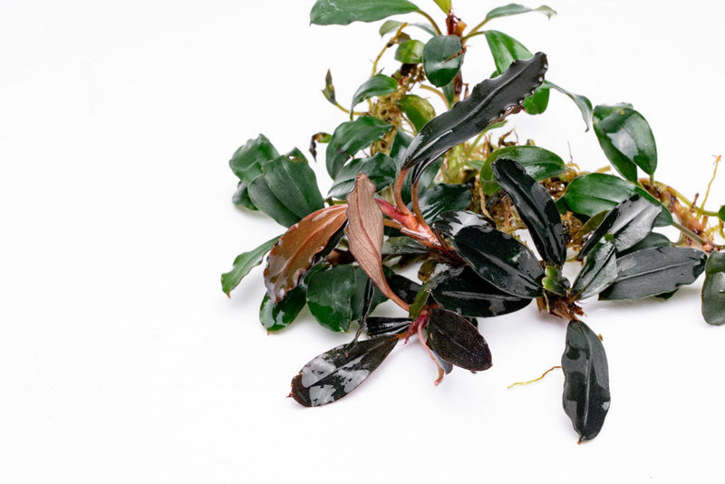 Bucephalandra Brownie Blue Bucephalandra - Buce Plant