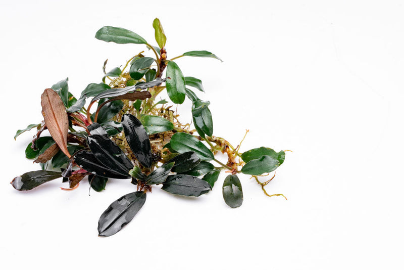 Bucephalandra Brownie Blue Bucephalandra - Buce Plant