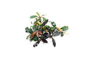 Bucephalandra Brownie Blue Bucephalandra - Buce Plant
