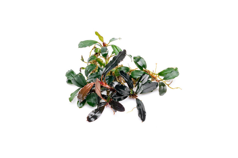Bucephalandra Brownie Blue Bucephalandra - Buce Plant