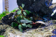 Bucephalandra Brownie Blue Pot Aquatic Plant - Buce Plant