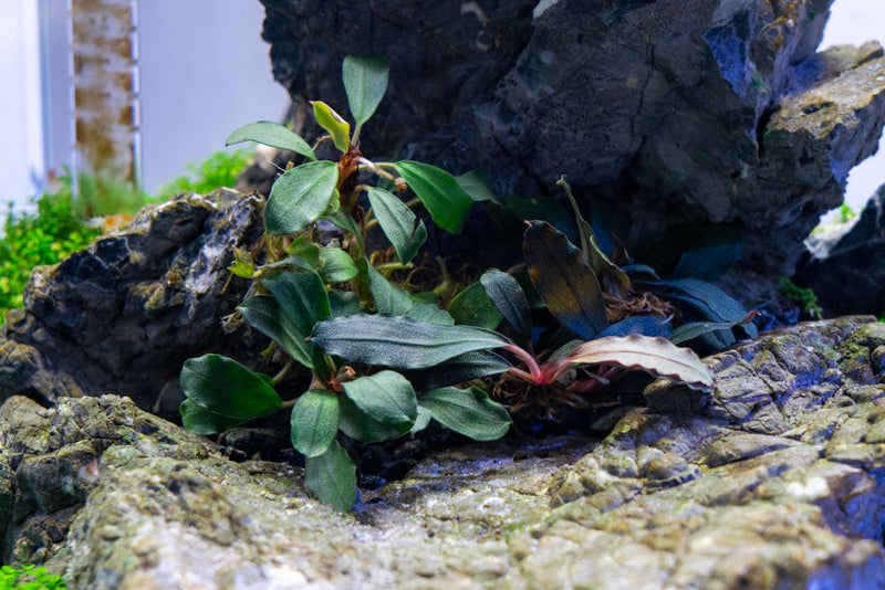 Bucephalandra Brownie Blue Pot Aquatic Plant - Buce Plant