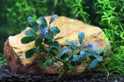 Bucephalandra Brownie Brown Bucephalandra - Buce Plant