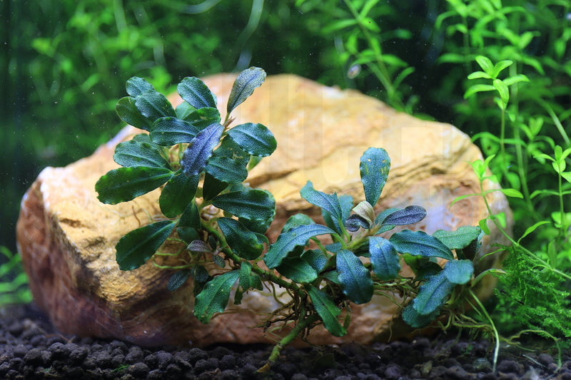 Bucephalandra Brownie Brown Bucephalandra - Buce Plant