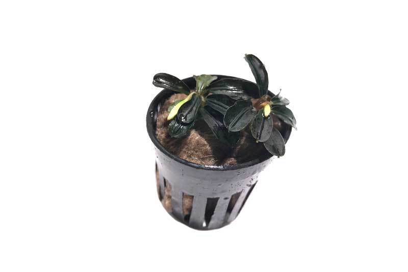 Bucephalandra Brownie Brown - BucePlant.com