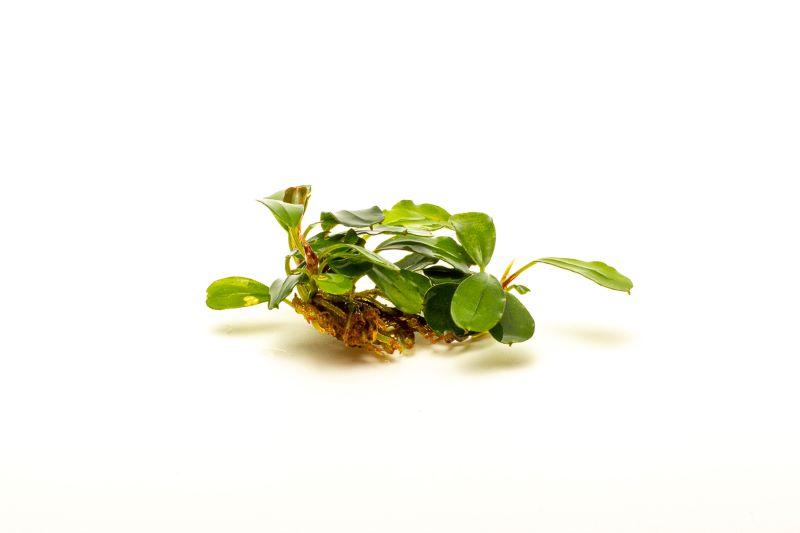 Bucephalandra Brownie Brown Bucephalandra - Buce Plant
