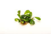 Bucephalandra Brownie Brown Bucephalandra - Buce Plant