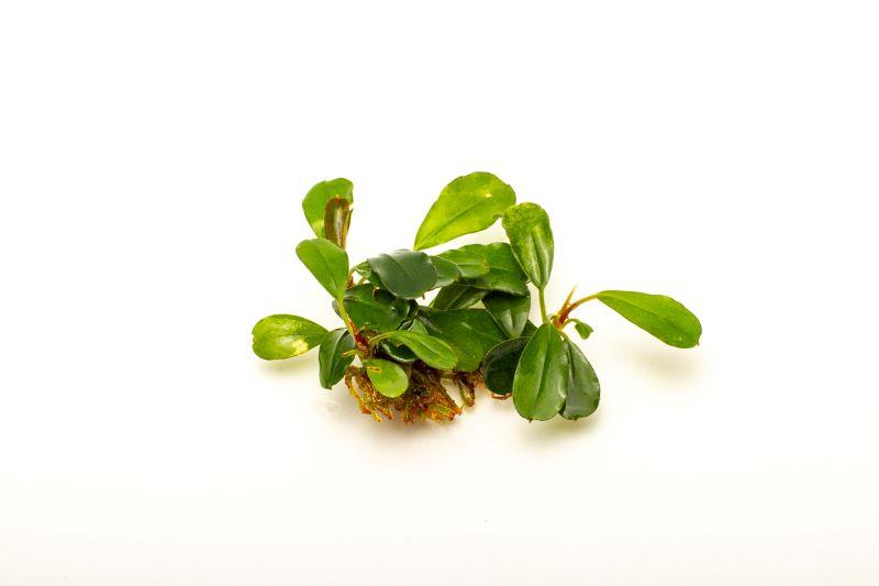 Bucephalandra Brownie Brown Bucephalandra - Buce Plant