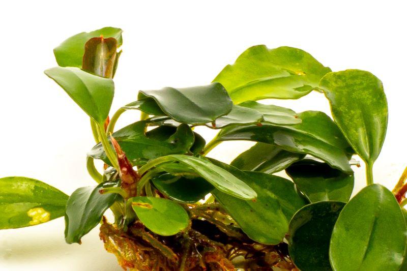 Bucephalandra Brownie Brown Bucephalandra - Buce Plant