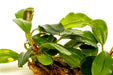 Bucephalandra Brownie Brown - Buce Plant