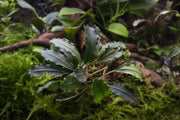 Bucephalandra Brownie Firebird Bucephalandra - Buce Plant
