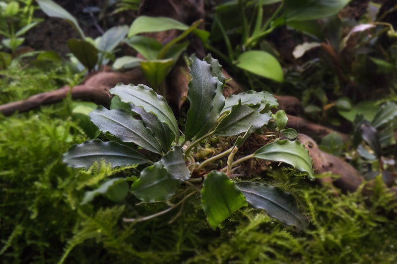 Bucephalandra Brownie Firebird Bucephalandra - Buce Plant