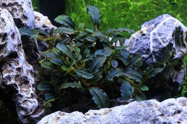 Bucephalandra Brownie Ghost aquatic plant from BUCE, showcasing dark green and brown leaves with unique ghostly appearance.