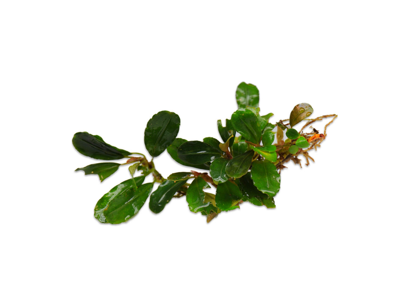 Bucephalandra Brownie Hermes Bucephalandra - Buce Plant