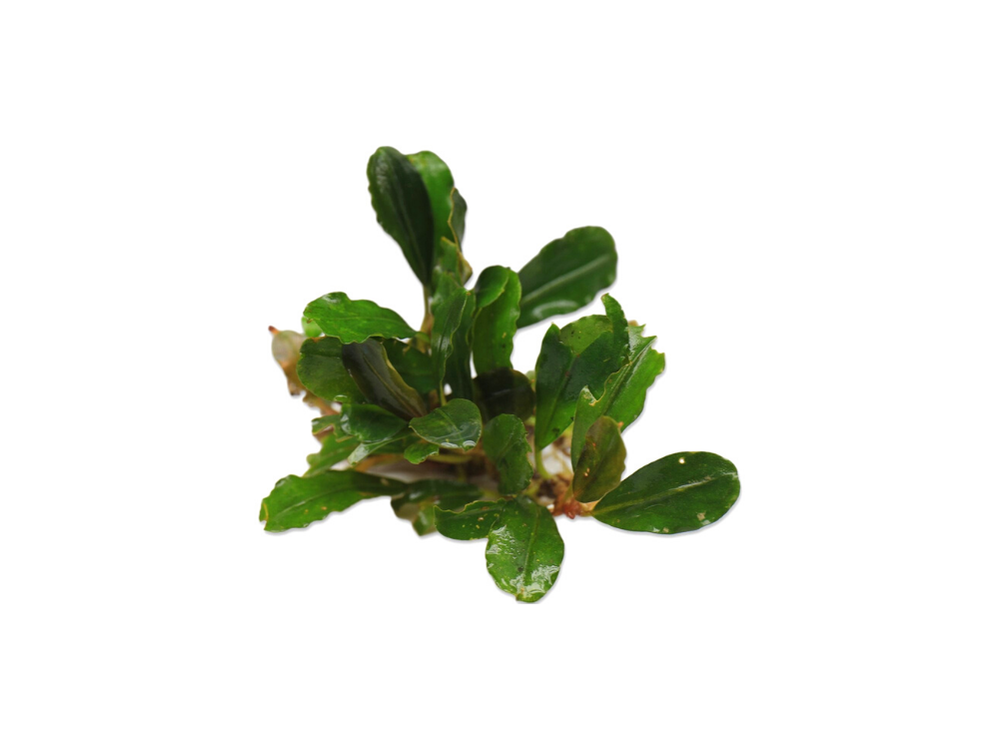 Bucephalandra Brownie Hermes — Buce Plant