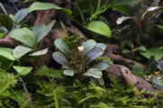 Bucephalandra Brownie Jade Pot Aquatic Plant - Buce Plant