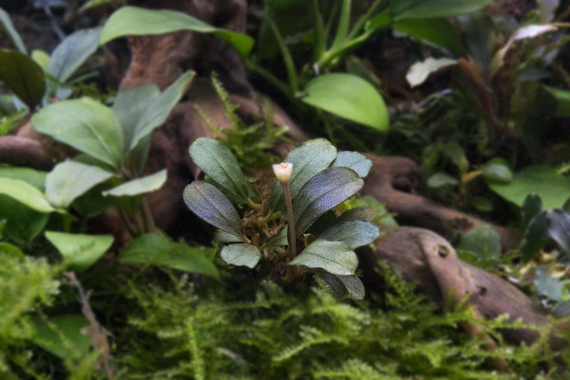 Bucephalandra Brownie Jade Pot Aquatic Plant - Buce Plant