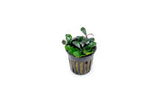 Bucephalandra Brownie Jade Pot Aquatic Plant - Buce Plant