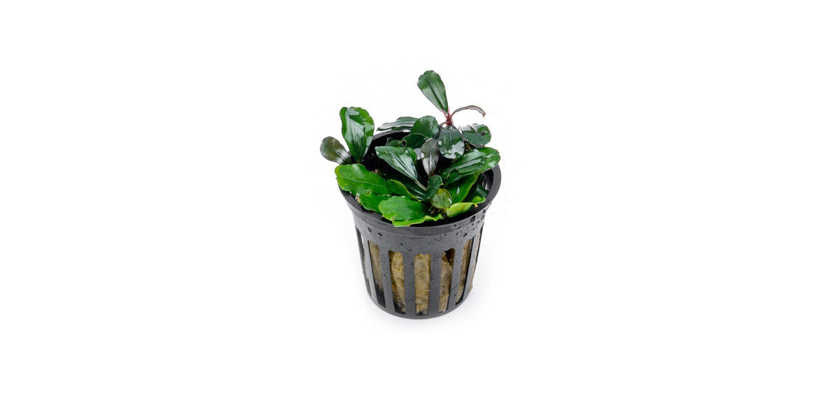 Bucephalandra Brownie Jade Aquarium Plant — Buce Plant