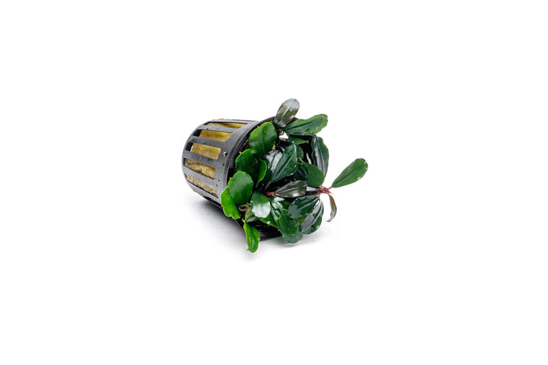 Bucephalandra Brownie Jade Pot Aquatic Plant - Buce Plant