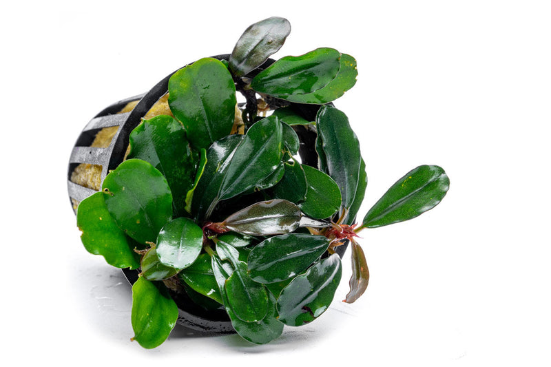 Bucephalandra Brownie Jade Pot Aquatic Plant - Buce Plant