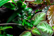 Bucephalandra Brownie Jade Pot Aquatic Plant - Buce Plant