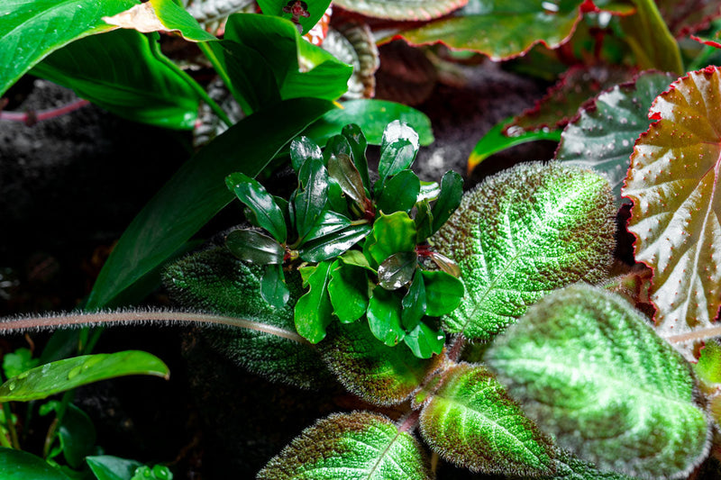 Bucephalandra Brownie Jade Pot Aquatic Plant - Buce Plant