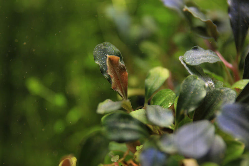 Bucephalandra Brownie Blue Pot Aquatic Plant - Buce Plant