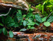 Bucephalandra Brownie Phoenix (Farmed) Bucephalandra - Buce Plant
