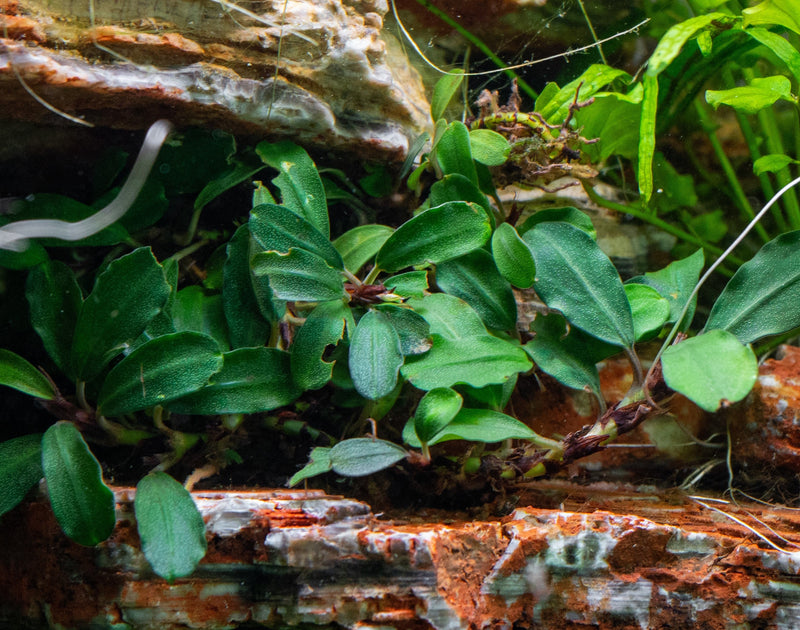 Bucephalandra Brownie Phoenix (Farmed) Bucephalandra - Buce Plant
