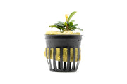 Bucephalandra Brownie Phoenix (Farmed) Bucephalandra - Buce Plant