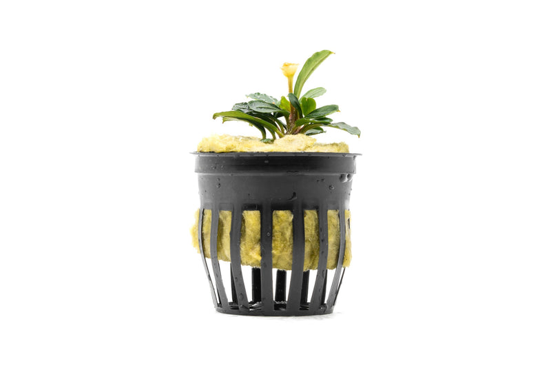 Bucephalandra Brownie Phoenix (Farmed) Bucephalandra - Buce Plant