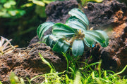 Bucephalandra Brownie Phoenix (Farmed) Bucephalandra - Buce Plant