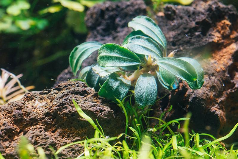 Bucephalandra Brownie Phoenix (Farmed) Bucephalandra - Buce Plant