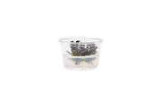 Bucephalandra Brownie Phoenix UNS Tissue Culture Tissue Culture - Buce Plant