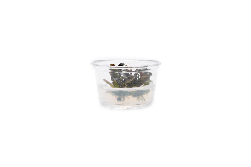 Bucephalandra Brownie Phoenix UNS Tissue Culture Tissue Culture - Buce Plant