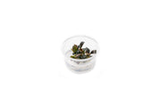 Bucephalandra Brownie Phoenix UNS Tissue Culture Tissue Culture - Buce Plant