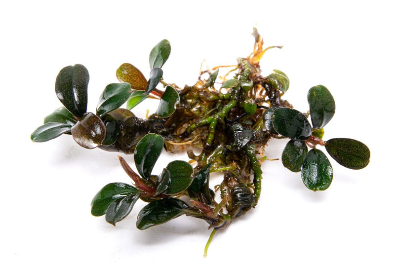 Bucephalandra Brownie Sugar Bucephalandra - Buce Plant