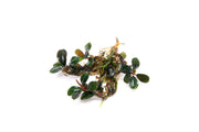 Bucephalandra Brownie Sugar Bucephalandra - Buce Plant